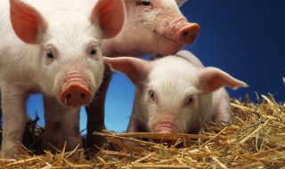 烤猪脸怎么做的吃 烤猪脸怎么做的