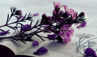 除夕贺词团圆 除夕贺词 团圆