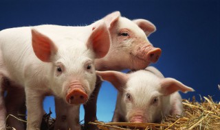猪的寿命是多少年(猪的寿命是多少年左右)