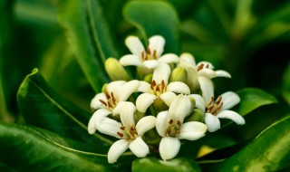 七里香的功效与作用（七里香的功效与作用能驱蚊）