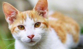 不让猫咪抓门的方法 怎么能让猫不抓门