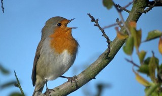 知更鸟是什么鸟（知更鸟是什么鸟长什么样）