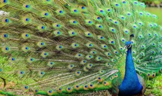 什么情况下孔雀会开屏 孔雀在什么情况下会开屏?