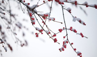 小雪是什么节气 小雪是什么节气,有什么风俗