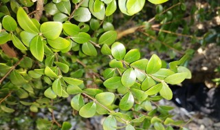 赤楠怎么养 小叶赤楠怎么养