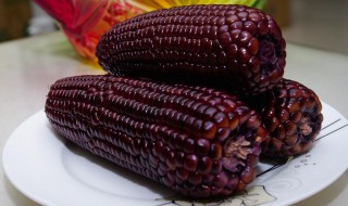 紫玉米的功效与作用及营养价值 紫玉米的功效与作用