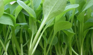 鸡毛菜的功效与作用（萝卜鸡毛菜的功效与作用）