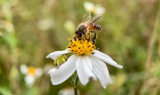 冬天蜜蜂如何过冬（冬天蜜蜂如何过冬视频）