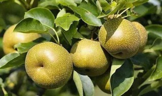 蜜梨是什么梨(蜜梨是什么梨做的)