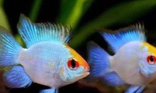 荷兰凤凰鱼繁殖方法（荷兰凤凰母鱼如何繁殖）