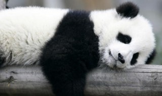 古时候有食铁兽之称的动物是(古时候有食铁兽之称的动物是什么世上最大的鱼是什么)