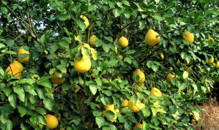 沙田柚的营养价值（沙田柚的营养价值图片）