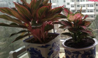 红叶万年的养殖方法（红叶万年青的养殖方法）