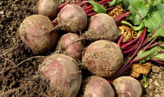 甜菜根的营养价值（甜菜根的营养价值?）