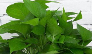 绿箩水培技巧（绿萝怎样水培养）