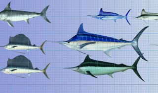 剑鱼养殖方法（剑鱼养殖方法和技巧）