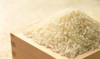 籼米的功效与作用 籼米的功效与作用中药查询