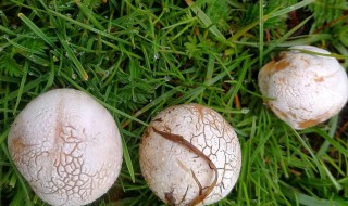 马勃的营养价值（马勃的功效与作用,马勃的副作用）