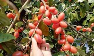 羊奶果有什么营养价值 羊奶果的营养