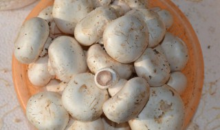 白蘑菇有什么营养价值（白蘑菇有什么好处）