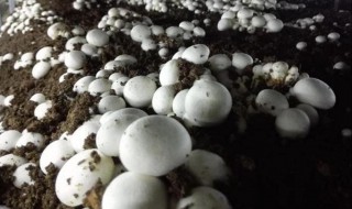 双孢菇的营养价值 双孢菇的营养价值表