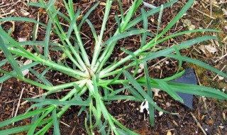 牛筋草的功效与作用(牛筋草的功效与作用图片怎样吃)