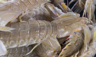 濑尿虾的功效与作用(濑尿虾的功效与作用及营养)