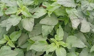刺苋菜的营养价值（刺苋菜有什么好处）