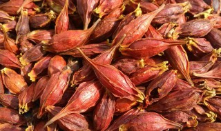 栀子的药用价值（栀子的药用价值论文）