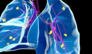 肺的功能简介（肺的主要功能）