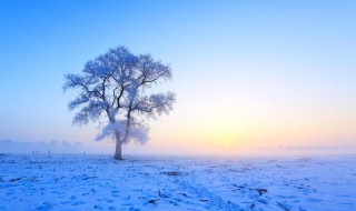 关于雪的唯美短句 有关雪的唯美短句