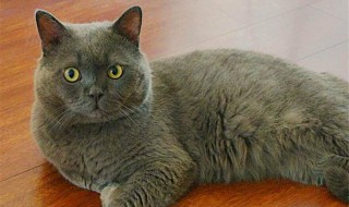 养英短小技巧 怎么养英短?养英短的注意事项