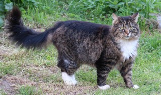 挪威森林猫的寿命 挪威森林猫的寿命是多少