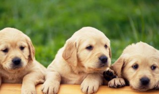 狗狗可以吃烤山药吗 狗狗可不可以吃烤山药