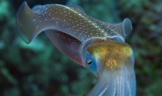 乌贼是鱼吗（乌贼是鱼吗?）