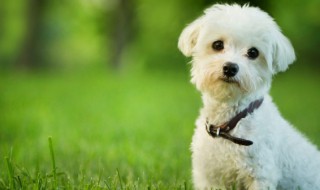 狗狗p型链使用方法（狗狗P链怎么解开）