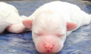 刚出生的小狗可以喝牛奶么? 刚出生的小狗可以喝牛奶么喂奶粉吗