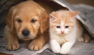 金毛半夜叫怎么解决（金毛晚上叫怎么办）