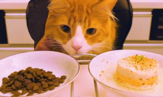 猫粮什么做的（猫粮什么做的好）