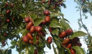 狗头枣的营养价值 狗头枣的营养价值高吗