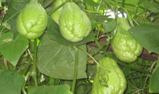 佛手瓜苗的功效与作用（佛手瓜苗的功效与作用孕妇可以吃吗）