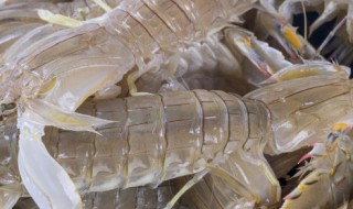 喇蛄的适宜人群和禁忌人群 喇蛄的适宜人群和禁忌人群是什么