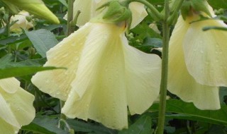 金花葵的功效和作用（金花葵的功效和作用禁忌）