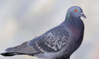 鸽子血的功效与作用（鸽子血的功效与作用及禁忌）