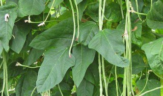 长豆角的功效与作用及食用方法（长豆角的功效与作用及营养价值）