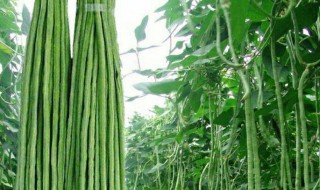 长豆角的功效与作用及禁忌 长豆角的功效与作用及禁忌人群