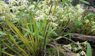 石斛花下面根是什么 石斛在上面长根怎么办