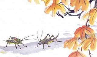 蟋蟀是昆虫吗（蟋蟀是昆虫吗为什么发面水和面的比例）