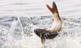 鲤鱼能活多少年 小锦鲤鱼能活多少年