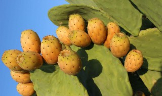 仙人掌有果实吗（仙人掌有果实吗能吃吗?）
